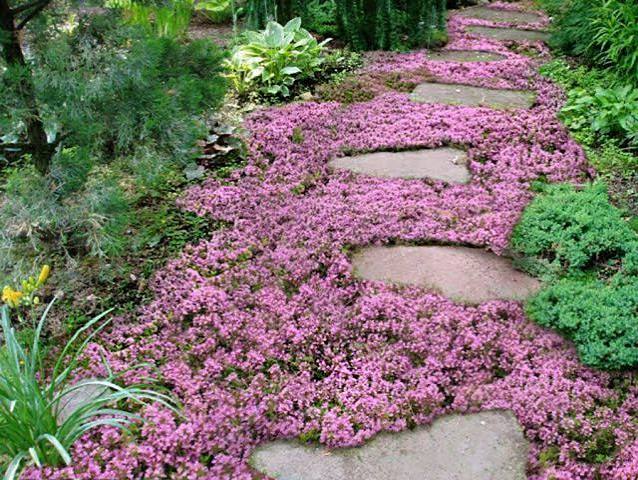Creeping thyme growing around garden pavers
