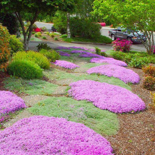 Creeping thyme used as flowering ground cover