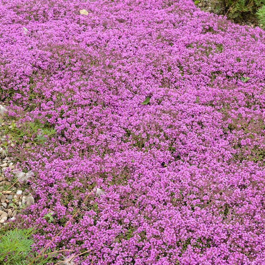 Creeping thyme growing as flowering ground cover