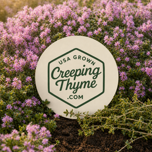 Creeping Thyme Lawn Seed